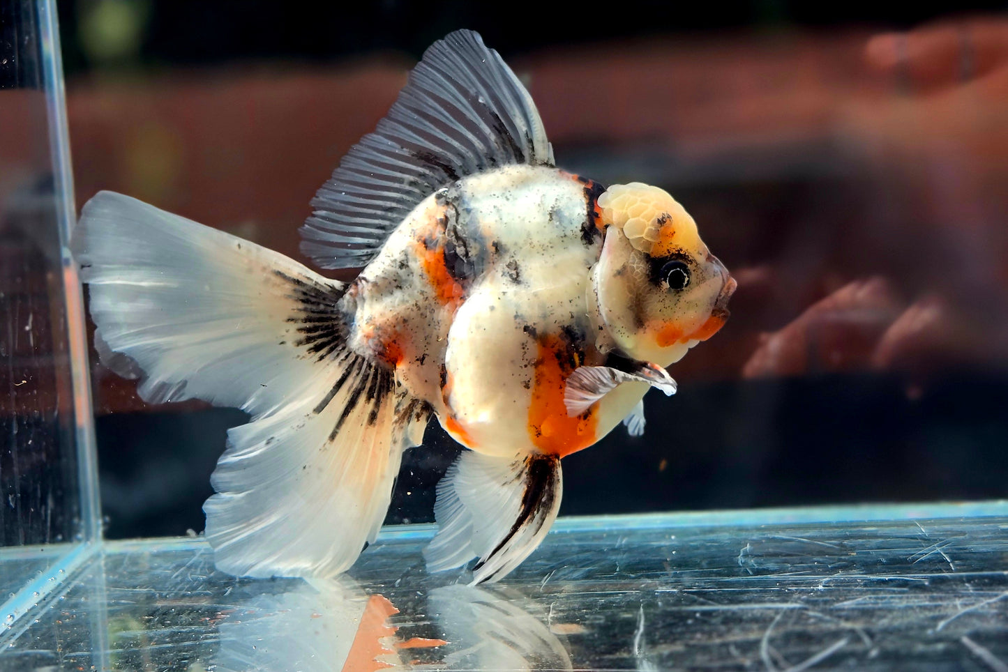 VHQ Jumbo Calico Oranda July2603 P