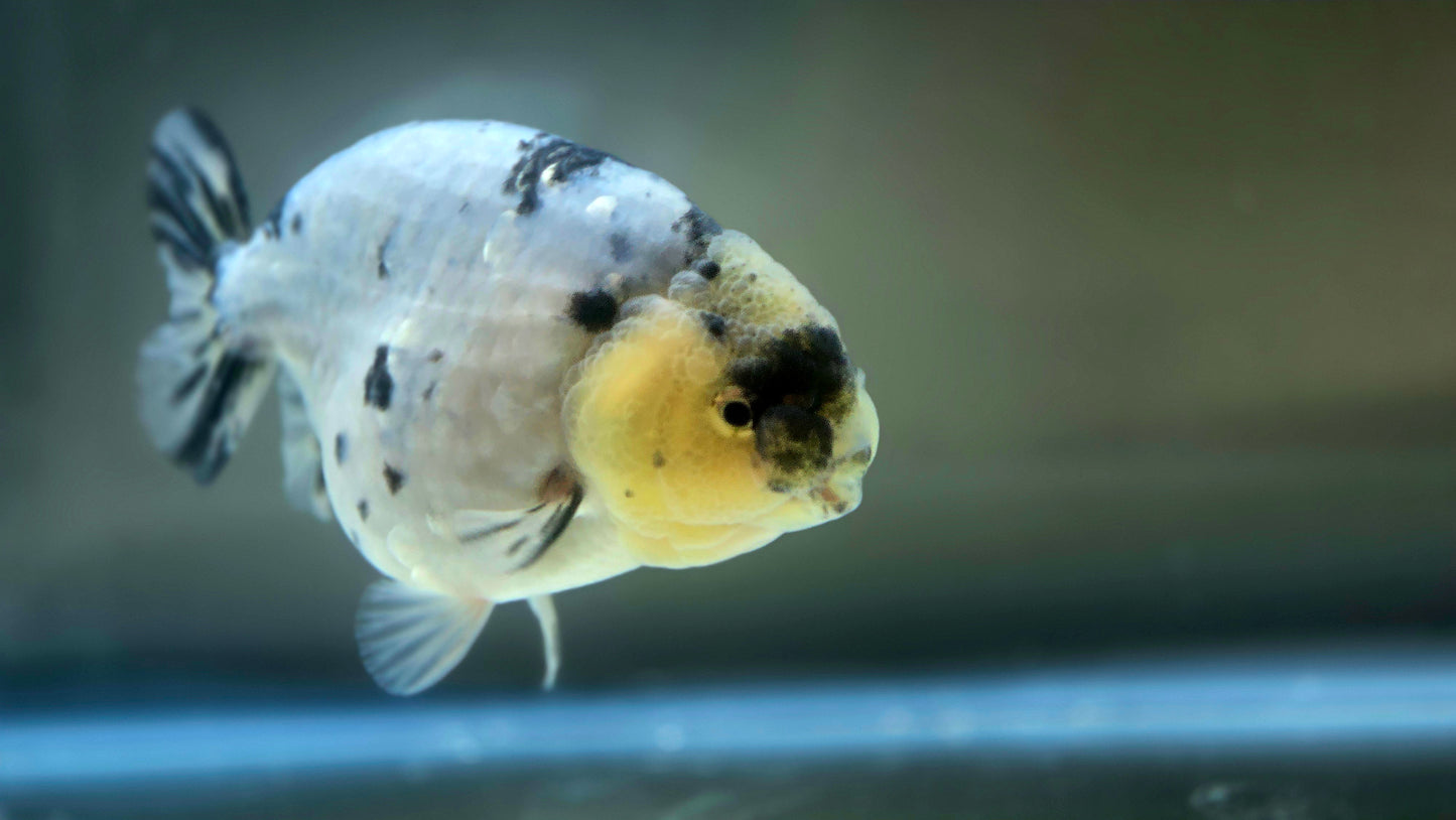 HQ Ranchu July2642 T2