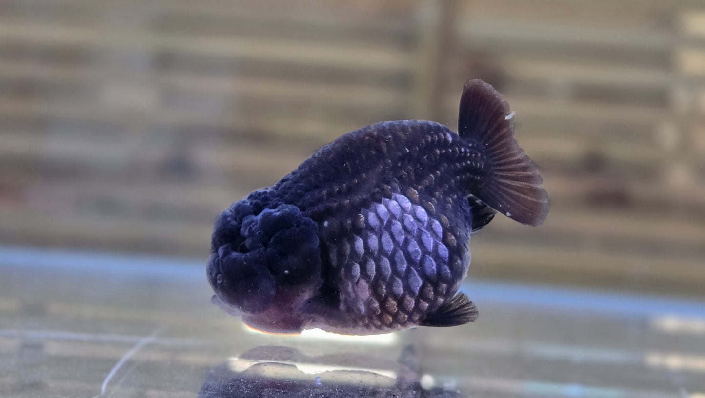 Ochiba Ranchu J26003