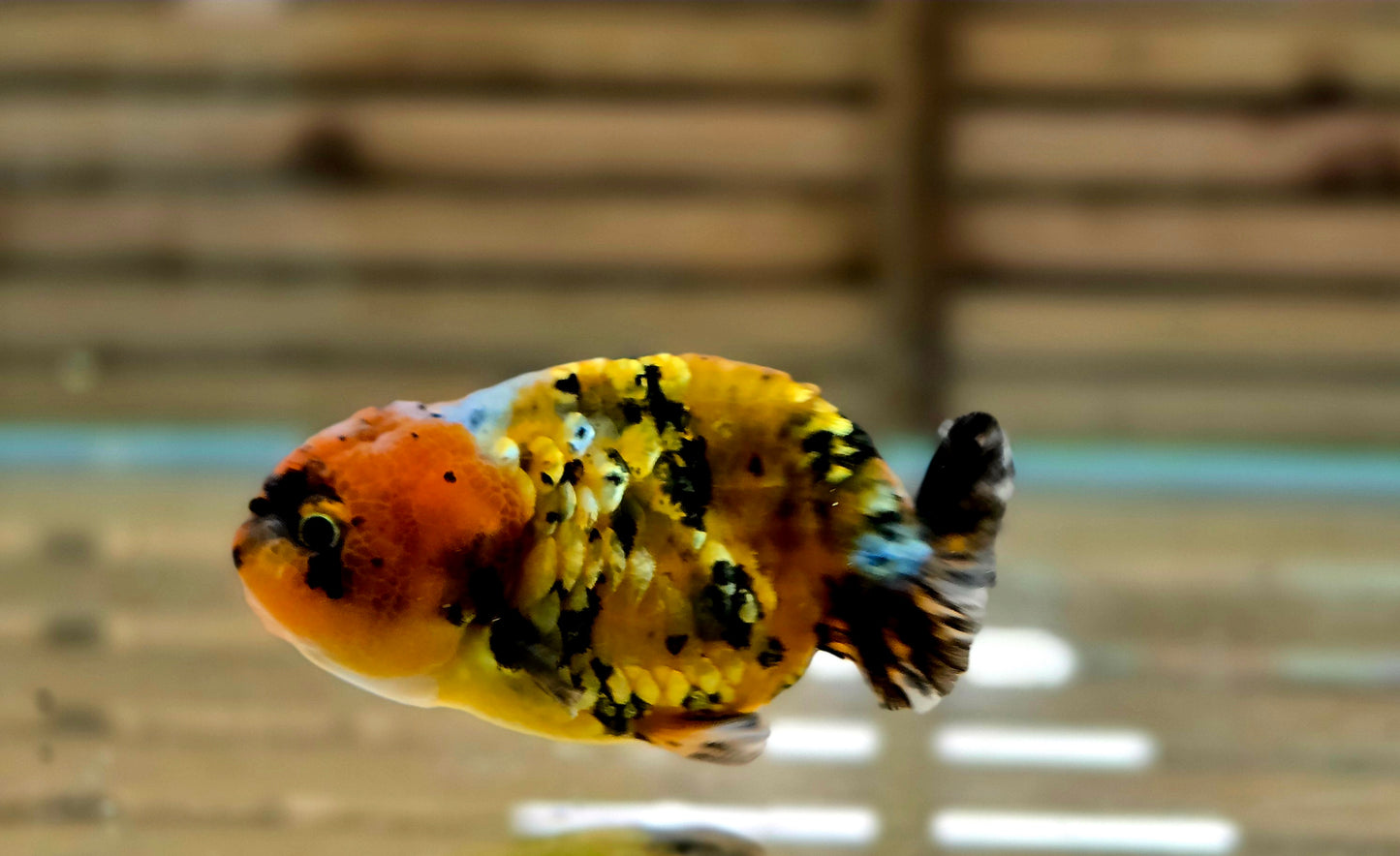Calico Ranchu May006