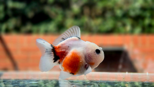 HQ Shogun Oranda July2666 C3