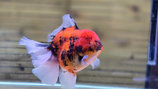 Jumbo Oranda J26018