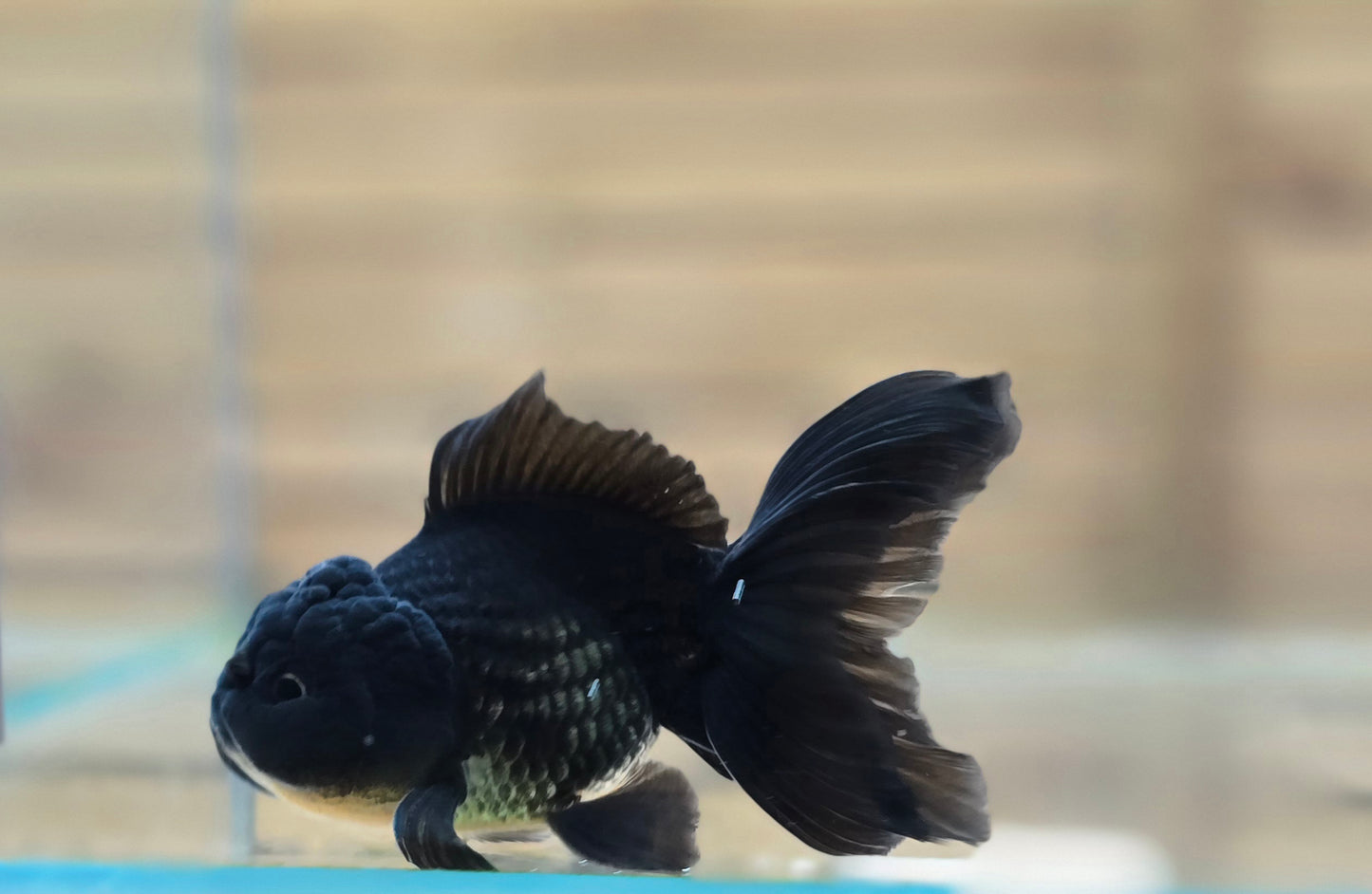 Black Oranda May017