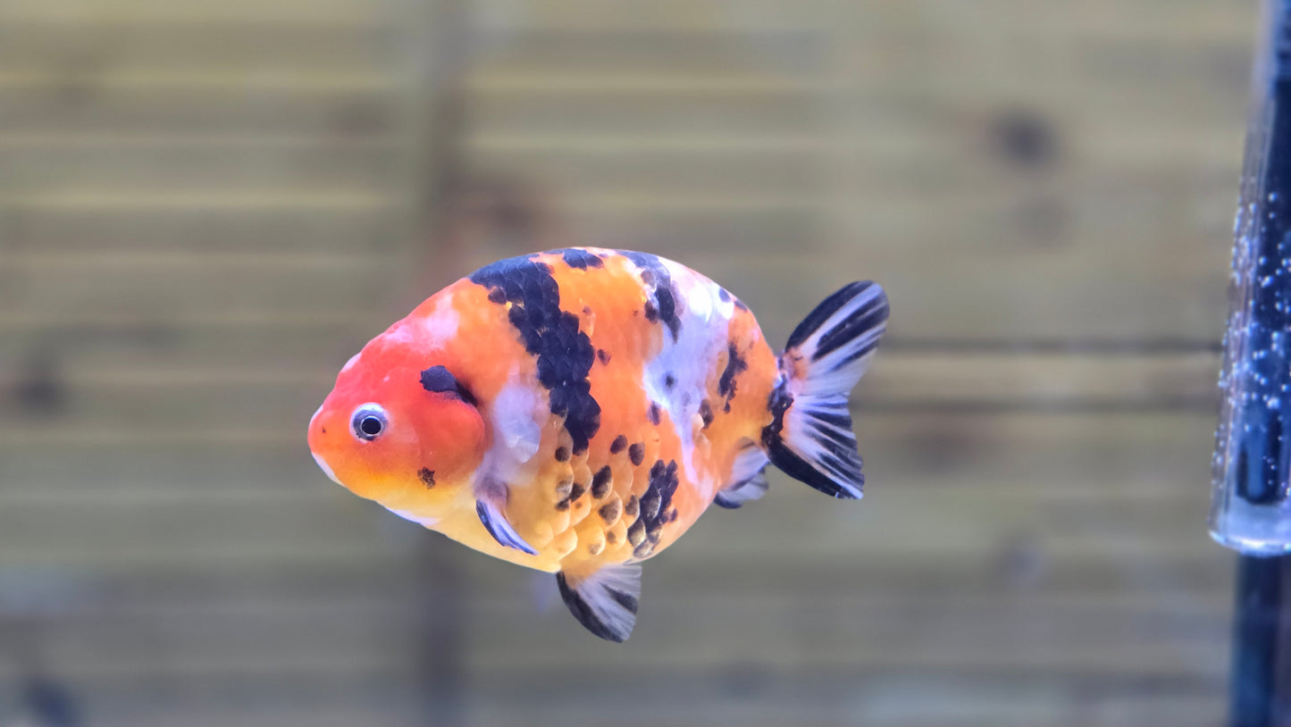 Calico Ranchu J26020