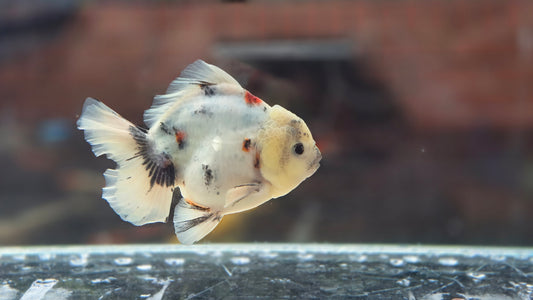 HQ Short Tail Oranda July008