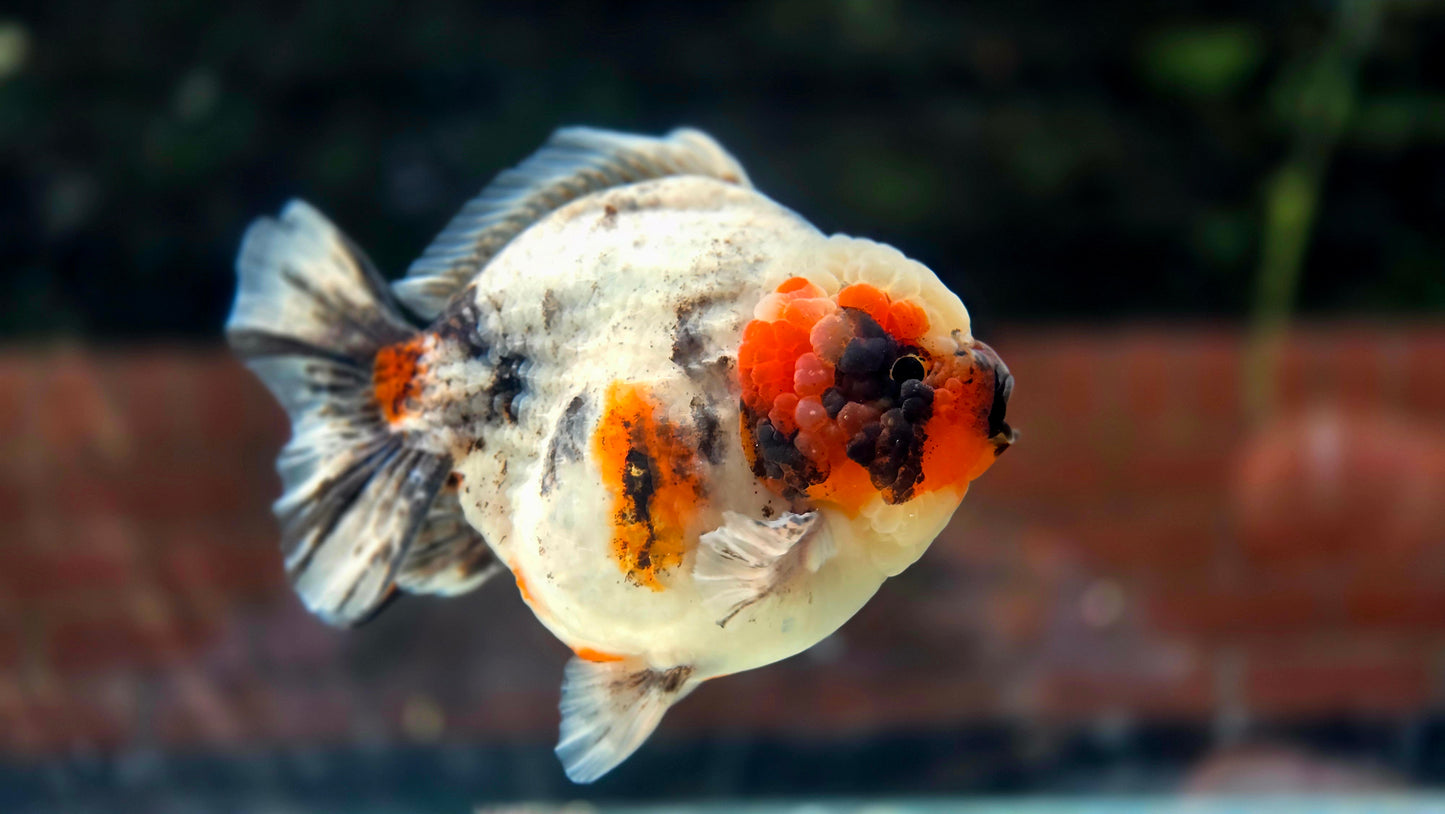 VHQ Jumbo Calico Oranda July2602 P