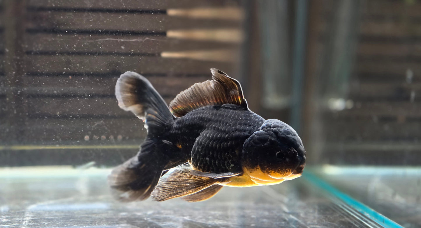Black Oranda May015