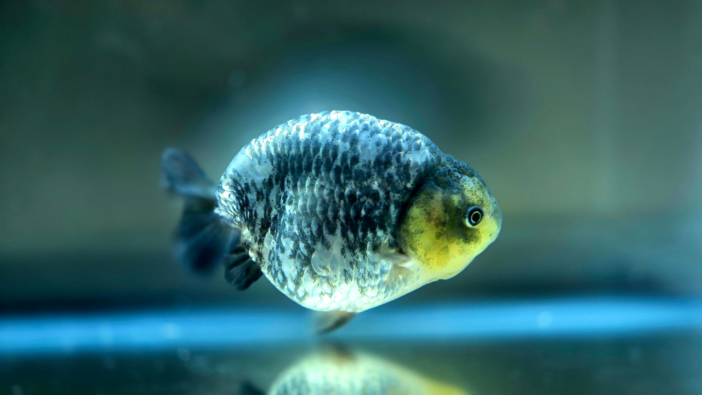 HQ Ranchu July2628 T1