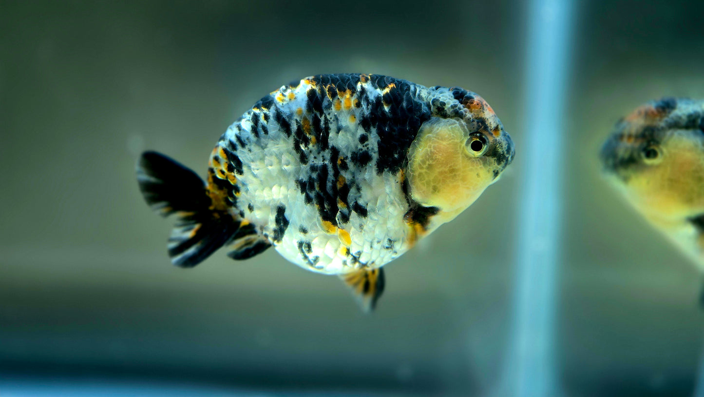 HQ Ranchu July2634 T1