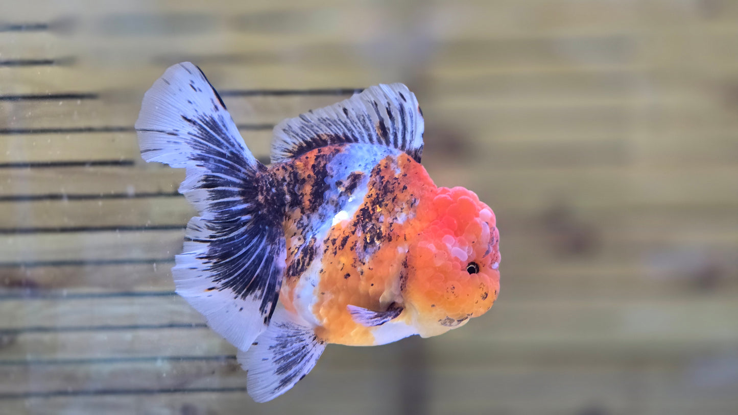 Jumbo Oranda J26017