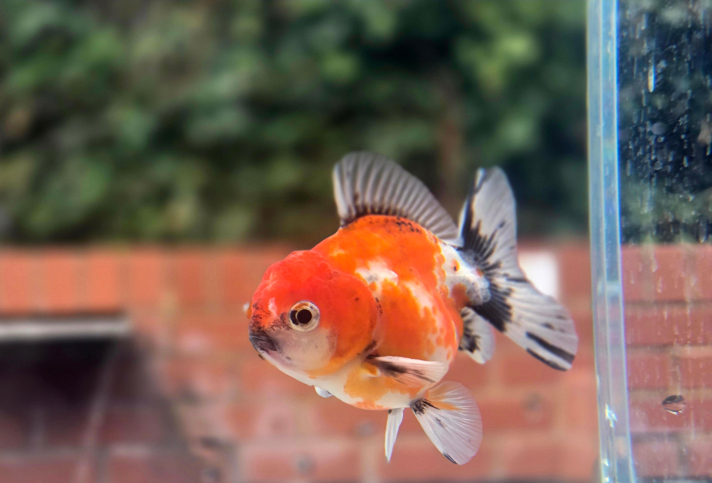 HQ Shogun Oranda July2664 C3
