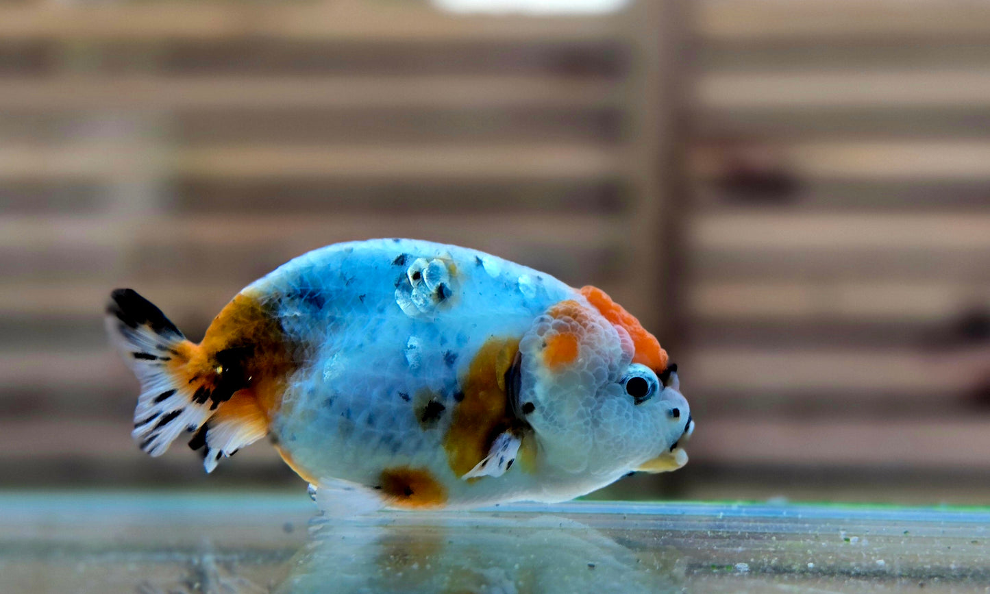 Calico Ranchu May005