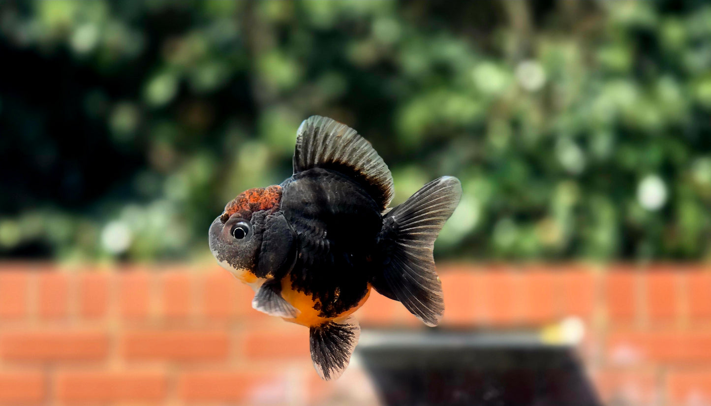 HQ Shogun Oranda July2648 C2