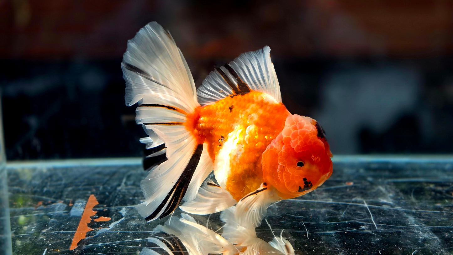 VHQ Jumbo Calico Oranda July2607 P