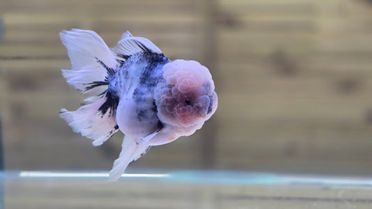 Jumbo Oranda J26011