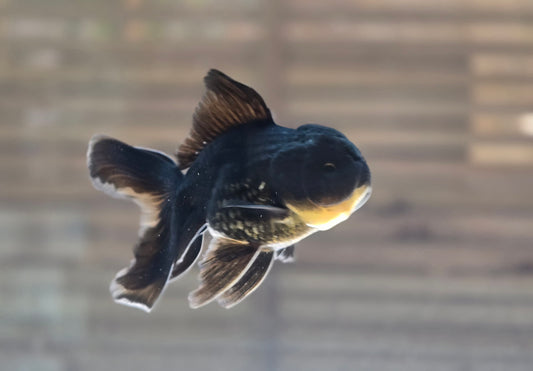 Black Oranda May016