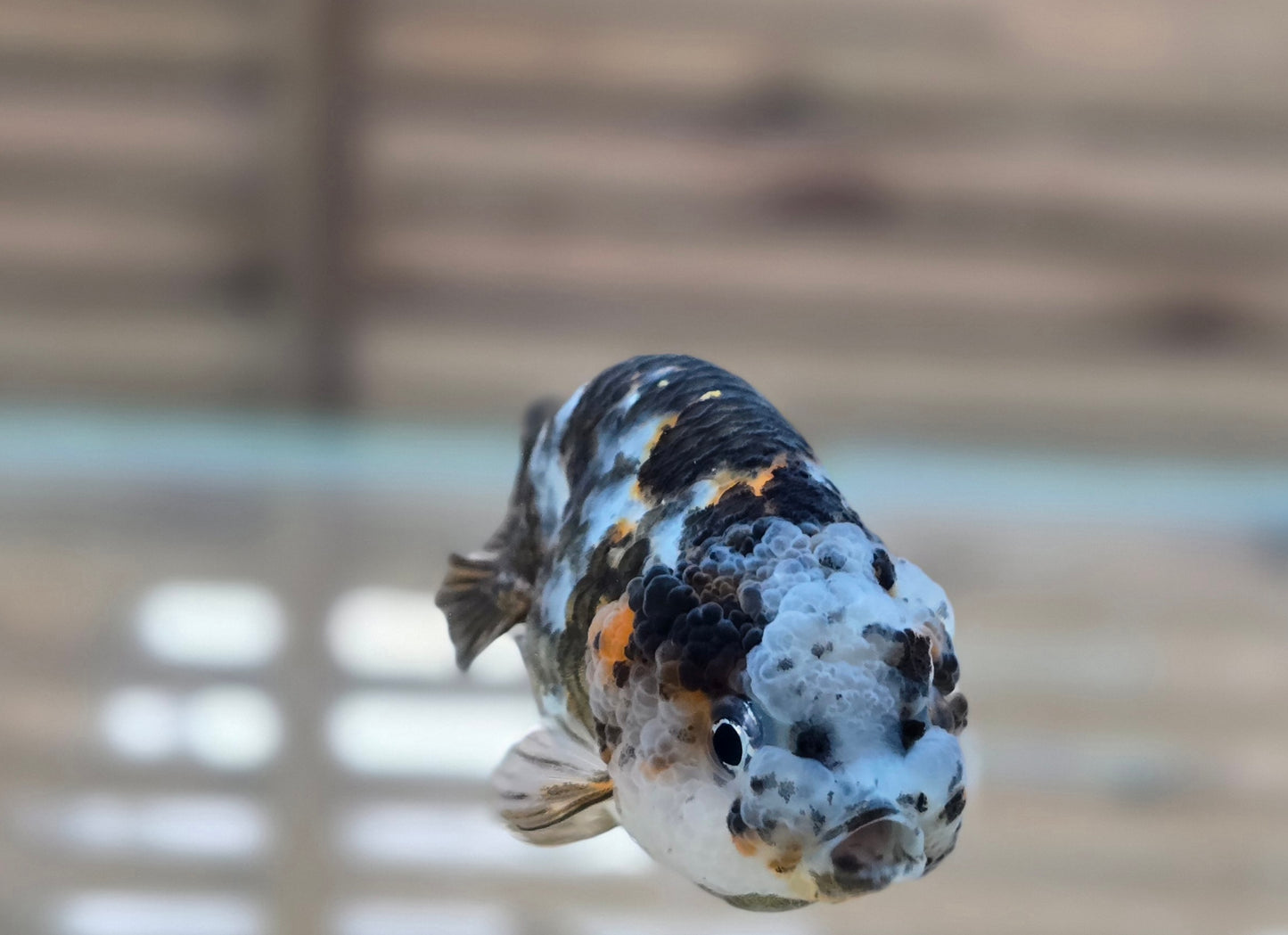 Calico Ranchu May004