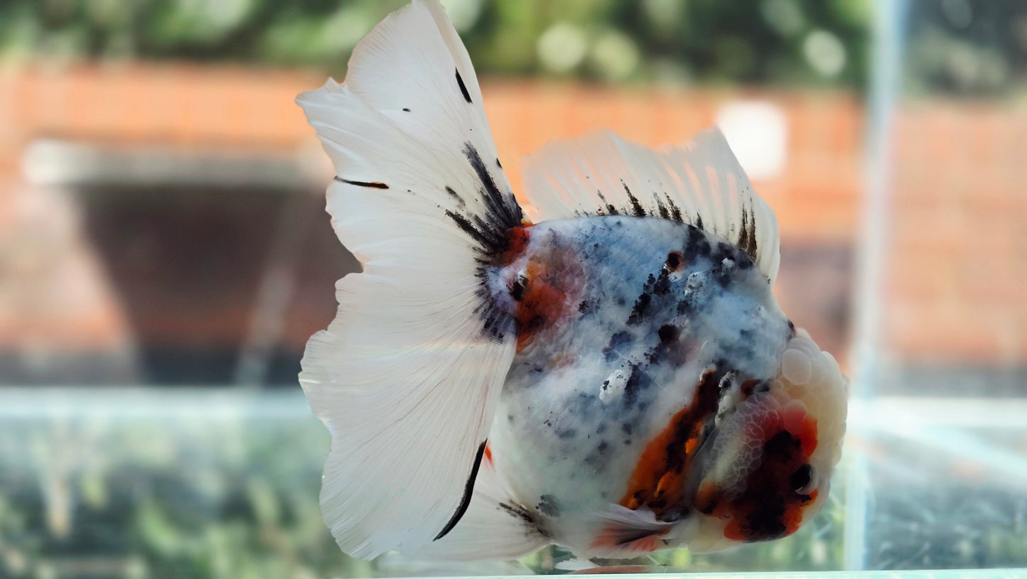 VHQ Jumbo Calico Oranda July2616 T4
