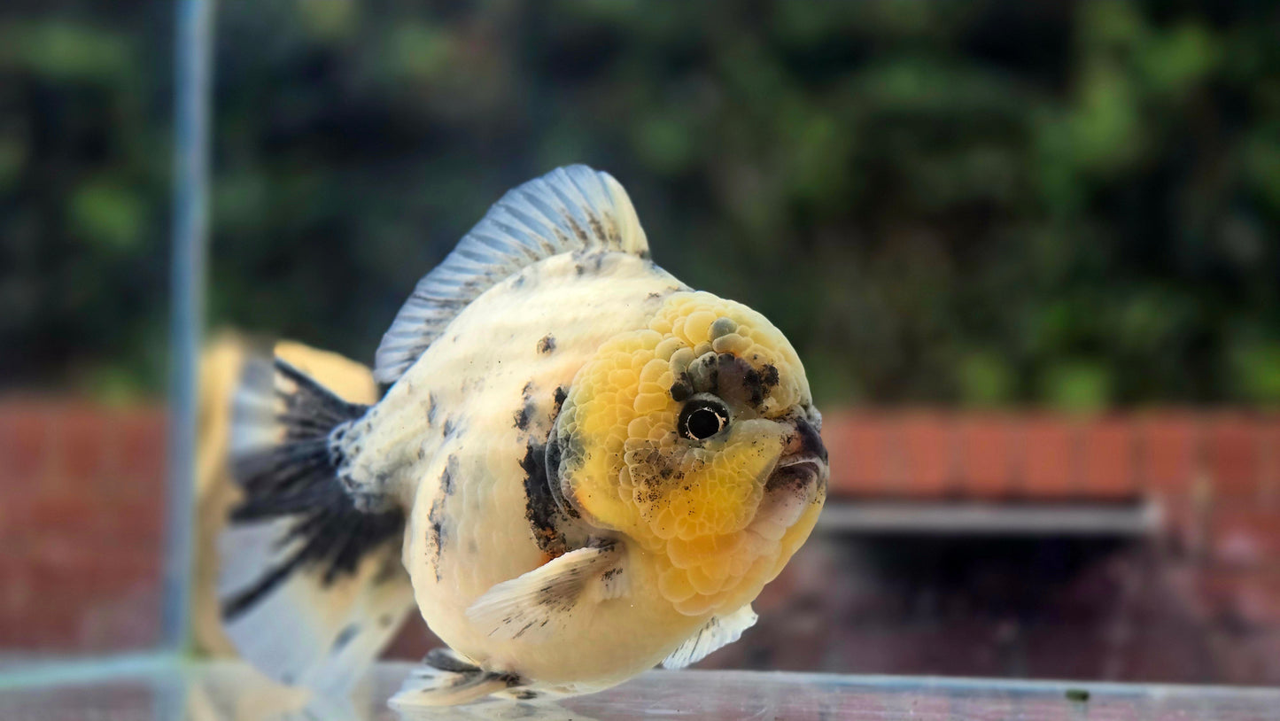 HQ Jumbo Oranda Aug2601P1