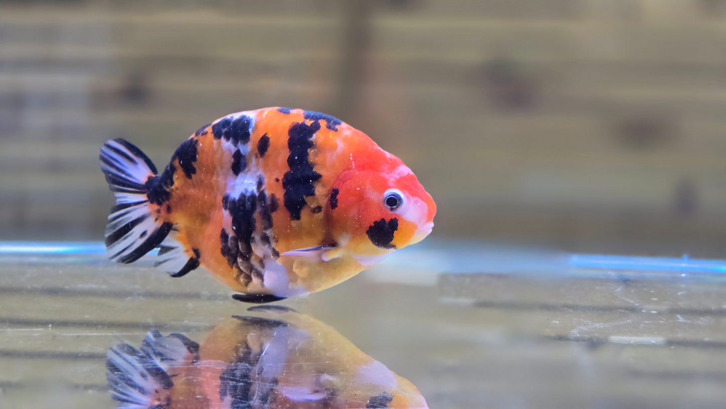 Calico Ranchu J26020