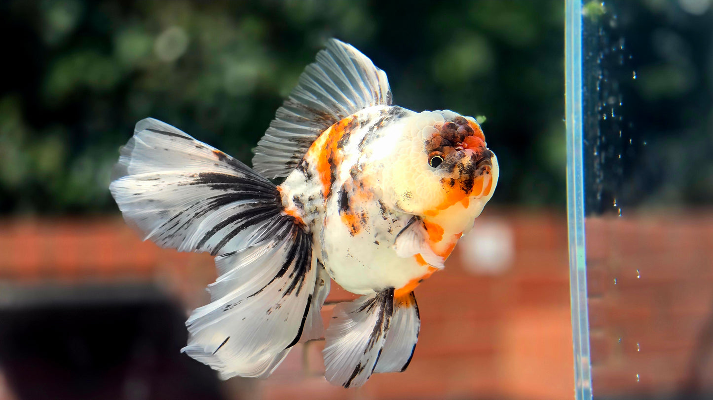 VHQ Jumbo Calico Oranda July2620 T3
