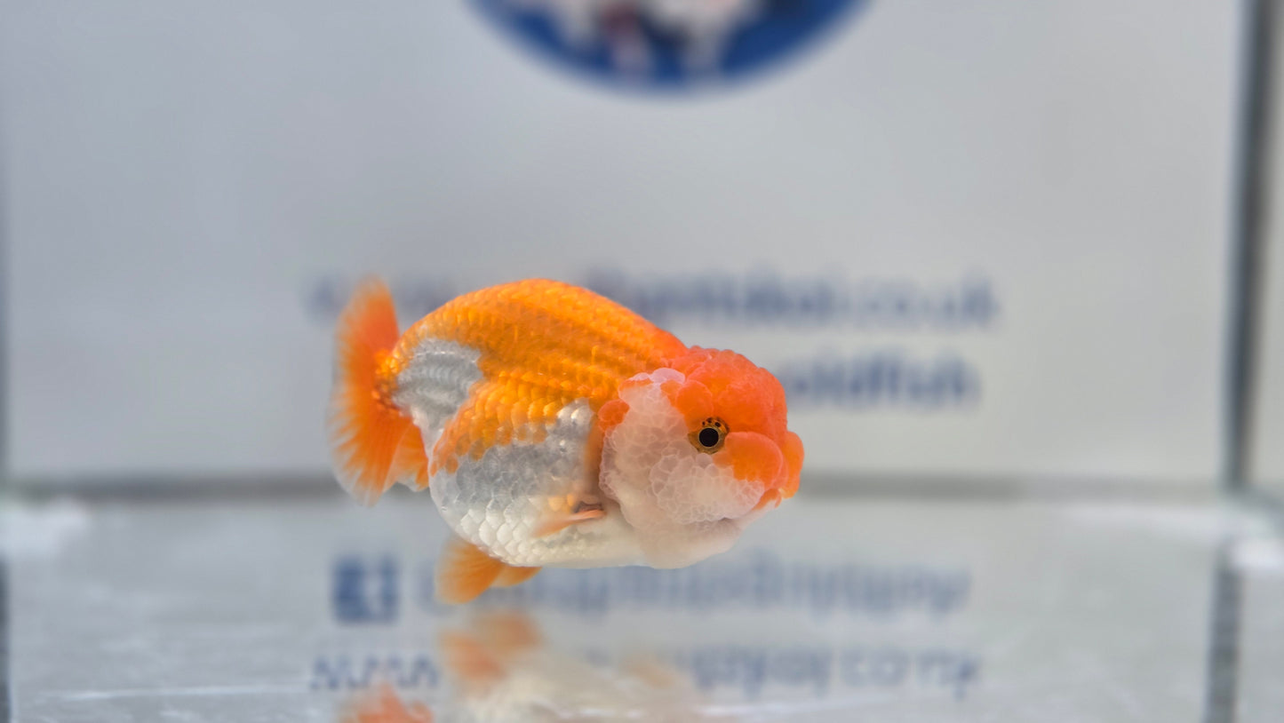 Ranchu J26016