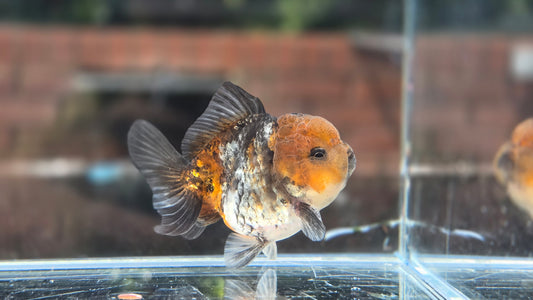Shogun Short Tail Oranda June48