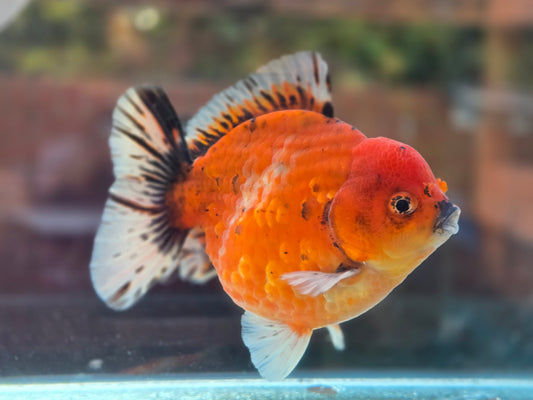 HQ Short Tail Oranda Sep004