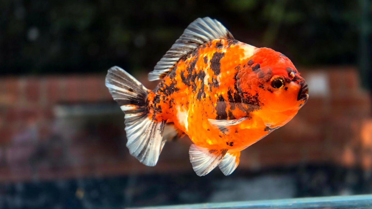 VHQ Jumbo Calico Oranda July2605 P