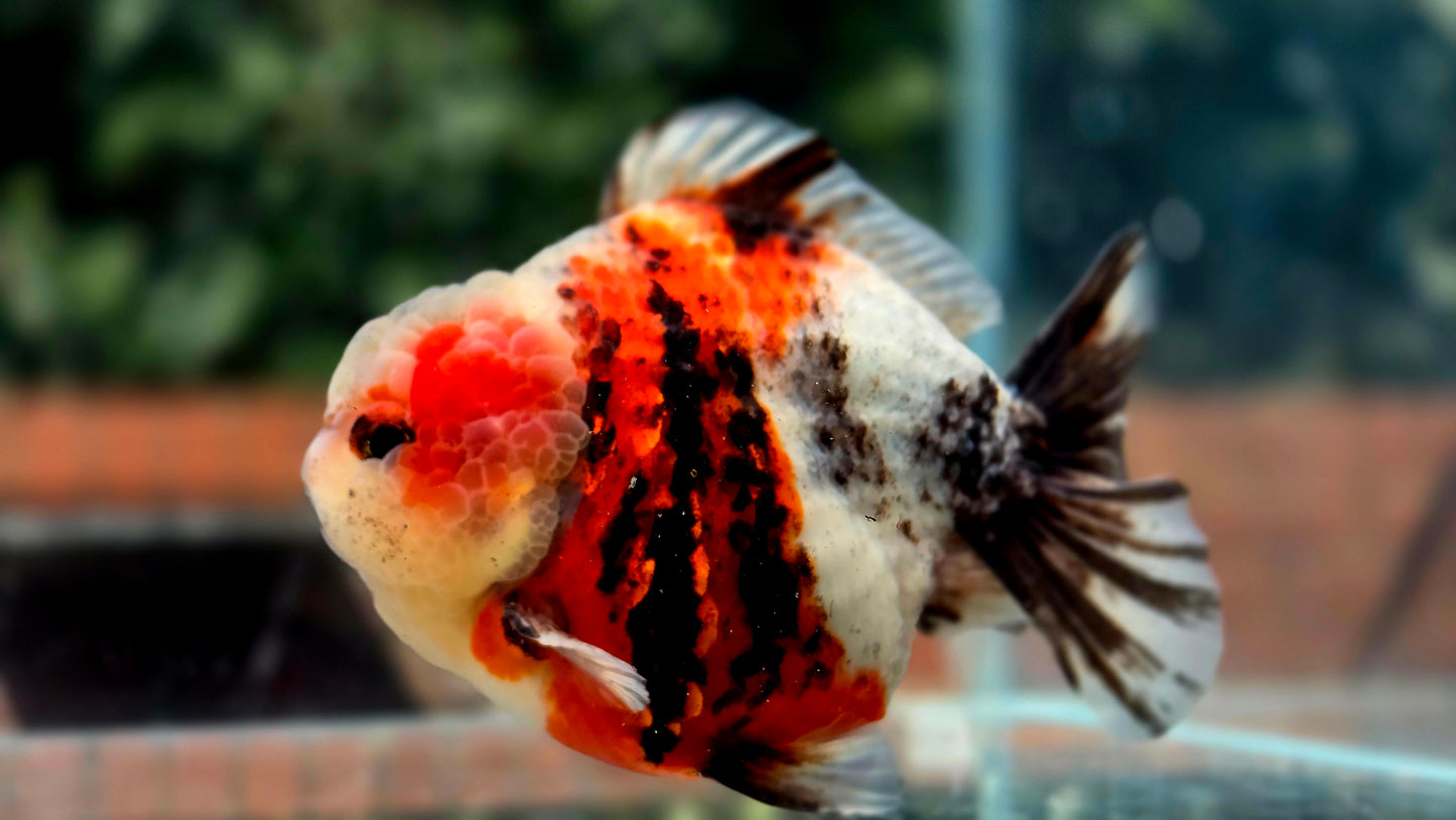 VHQ Jumbo Calico Oranda July2618 T3