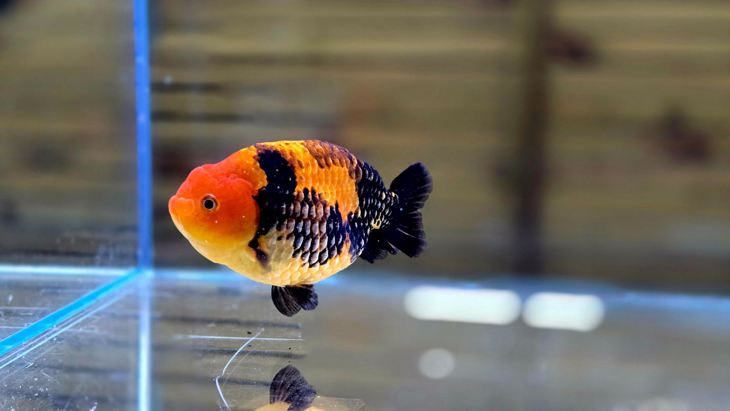 Apache Ranchu J26021