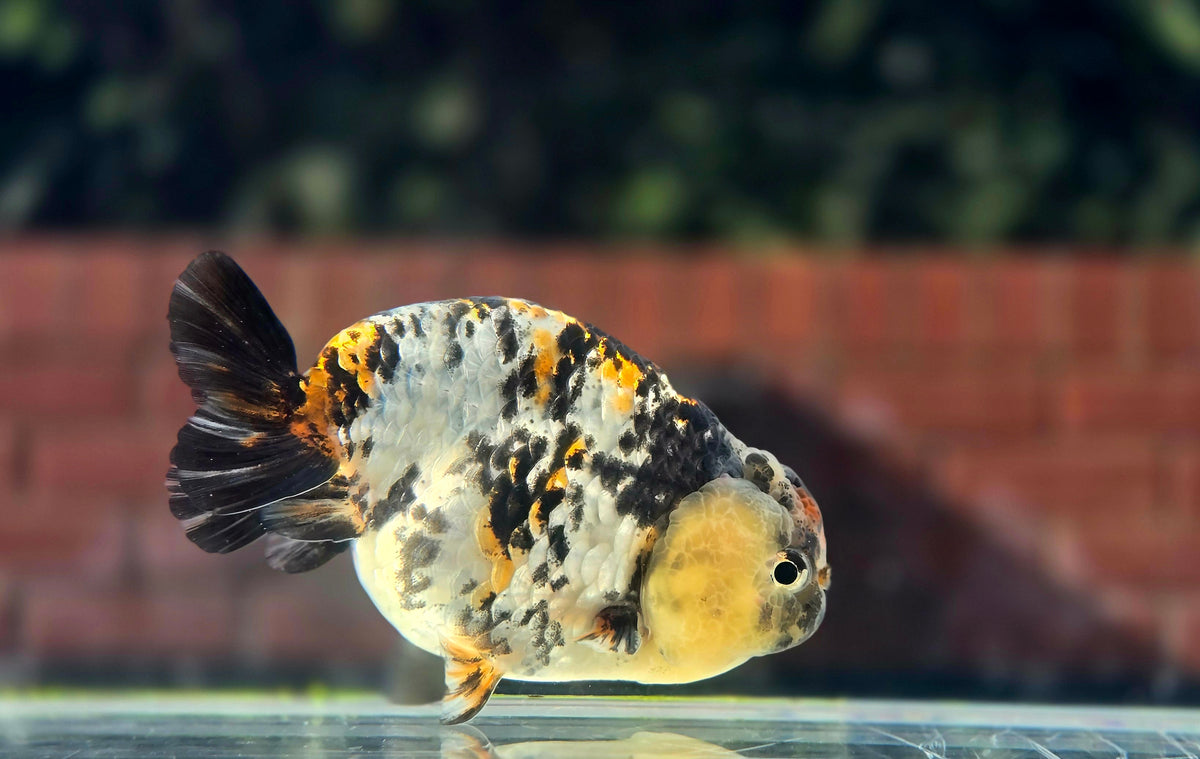 HQ Ranchu July26338 P1
