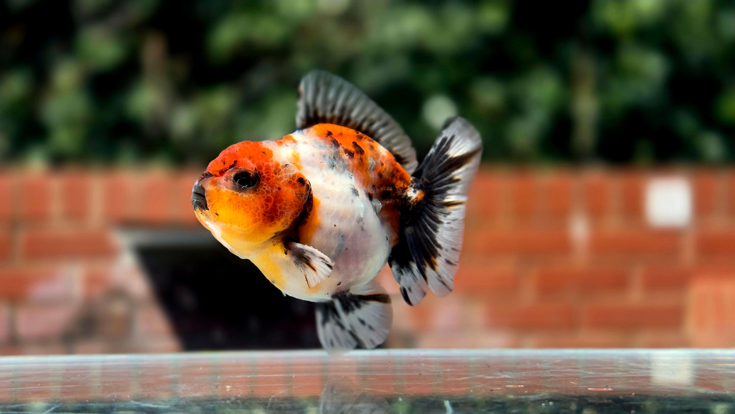 HQ Shogun Oranda July2647 C2