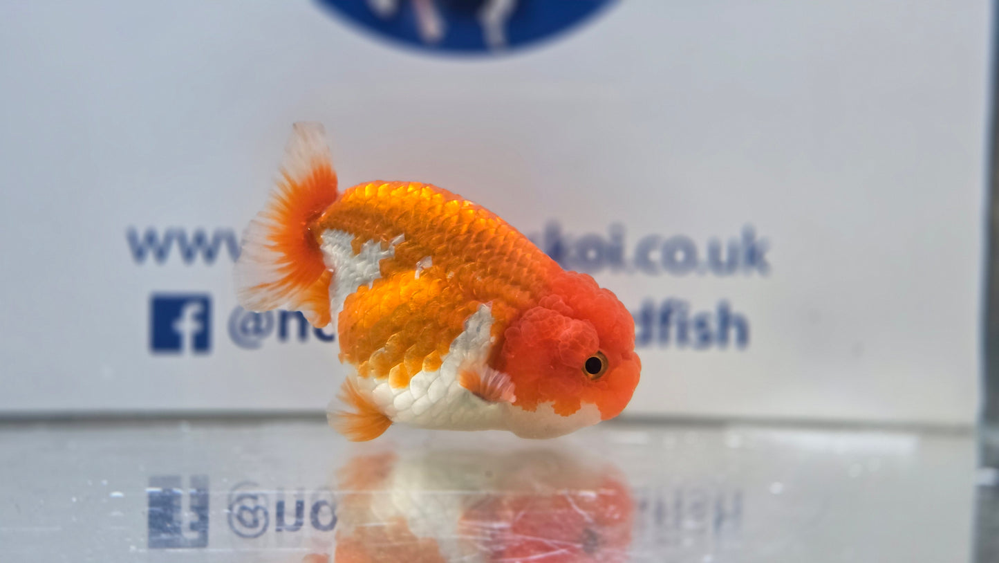 Ranchu J26025