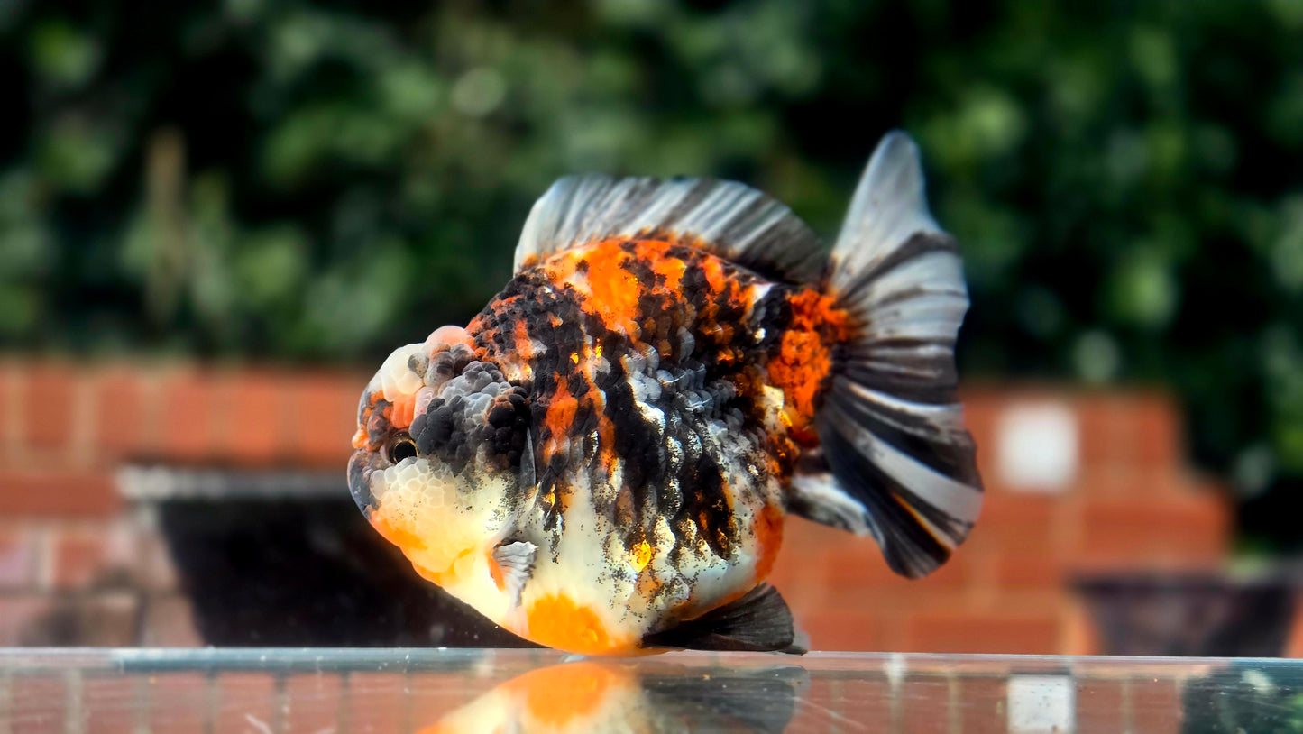 VHQ Jumbo Calico Oranda July2617 T3