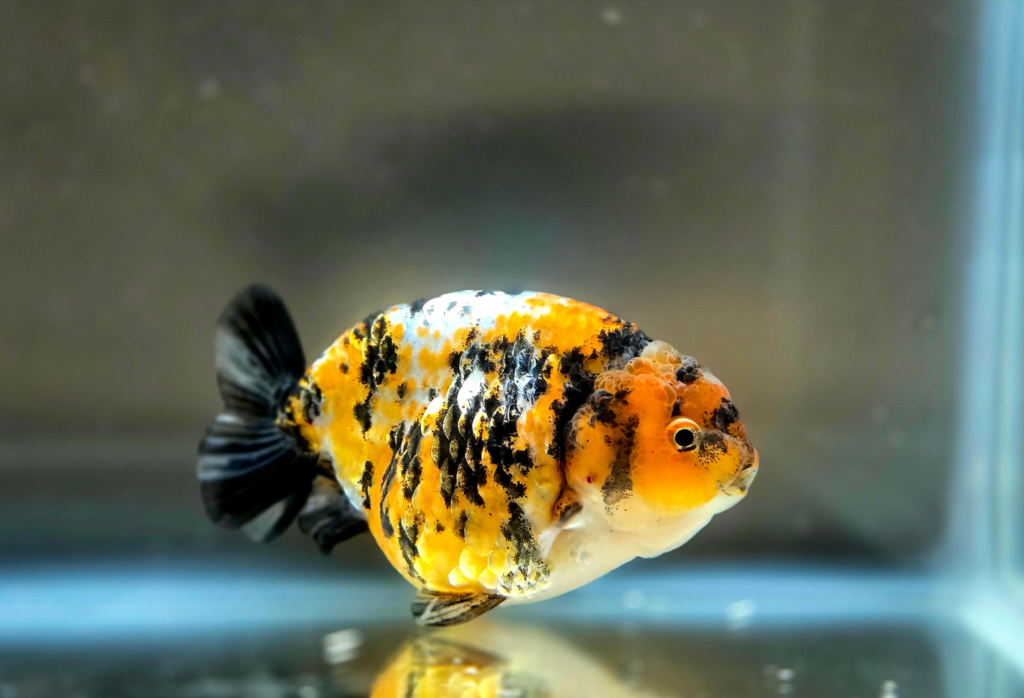 HQ Ranchu July2662 T2
