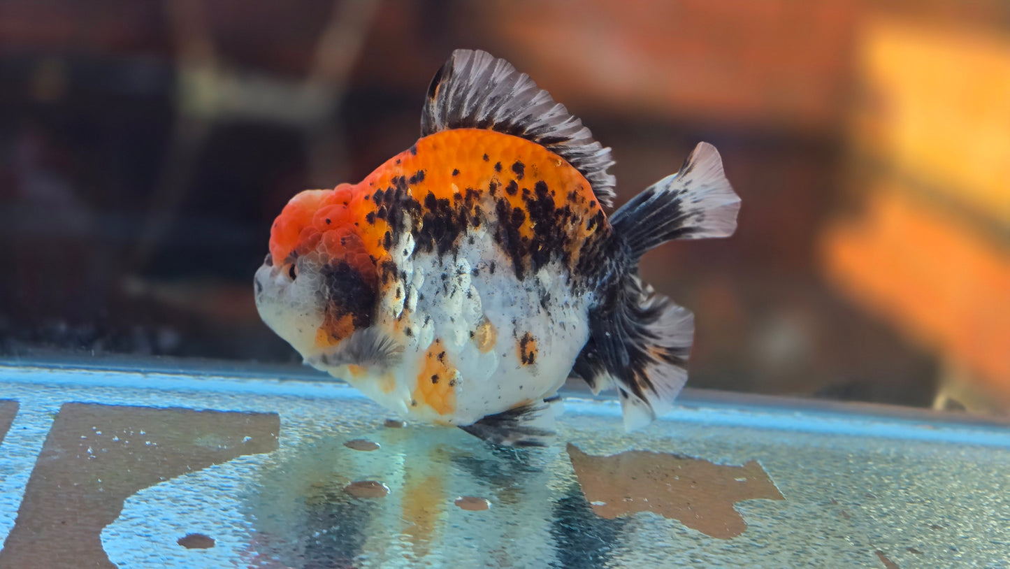 Jumbo Oranda Dec006