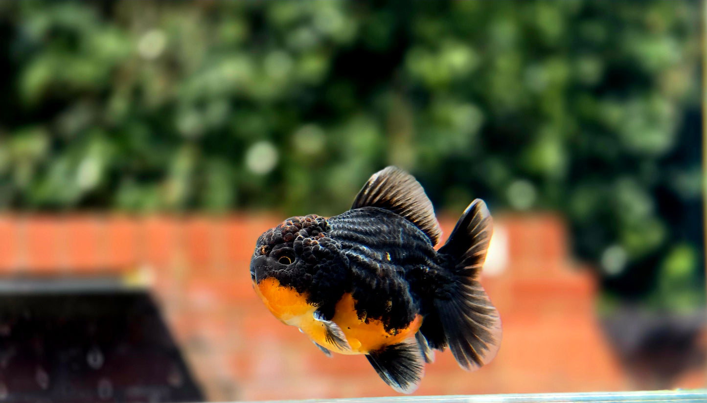 HQ Shogun Oranda July2646 C2
