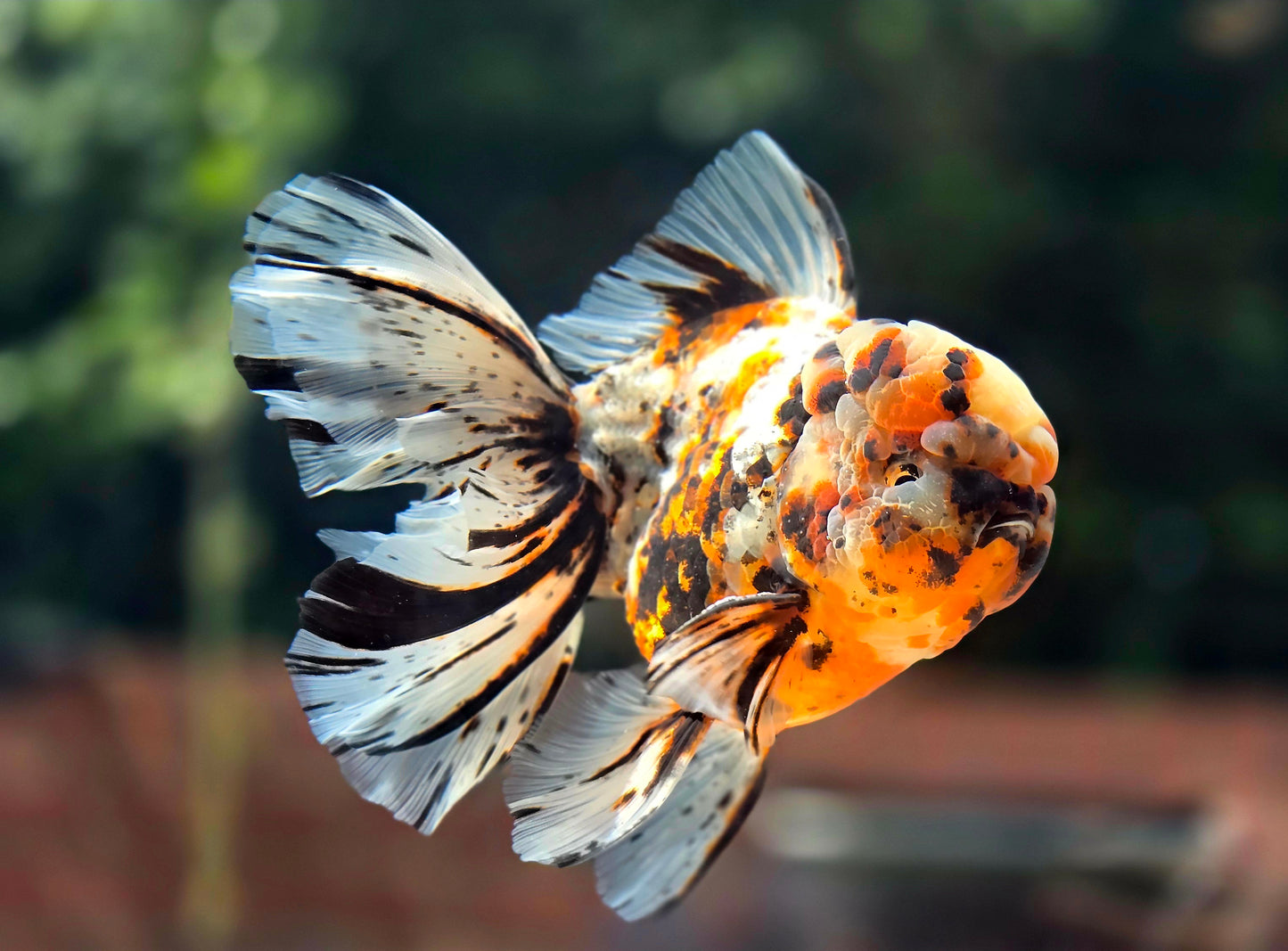 VHQ Jumbo Calico Oranda July2601 P