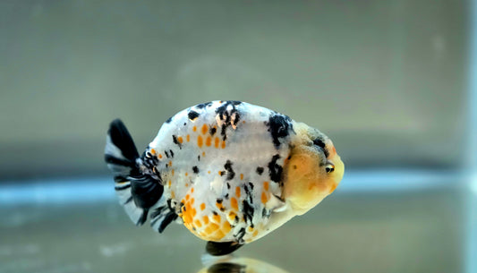 HQ Ranchu July2656 T2