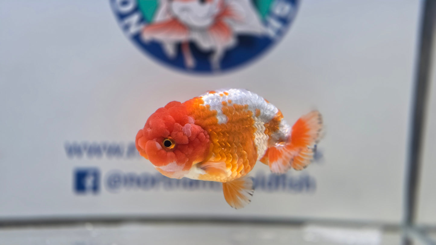 Ranchu J26026
