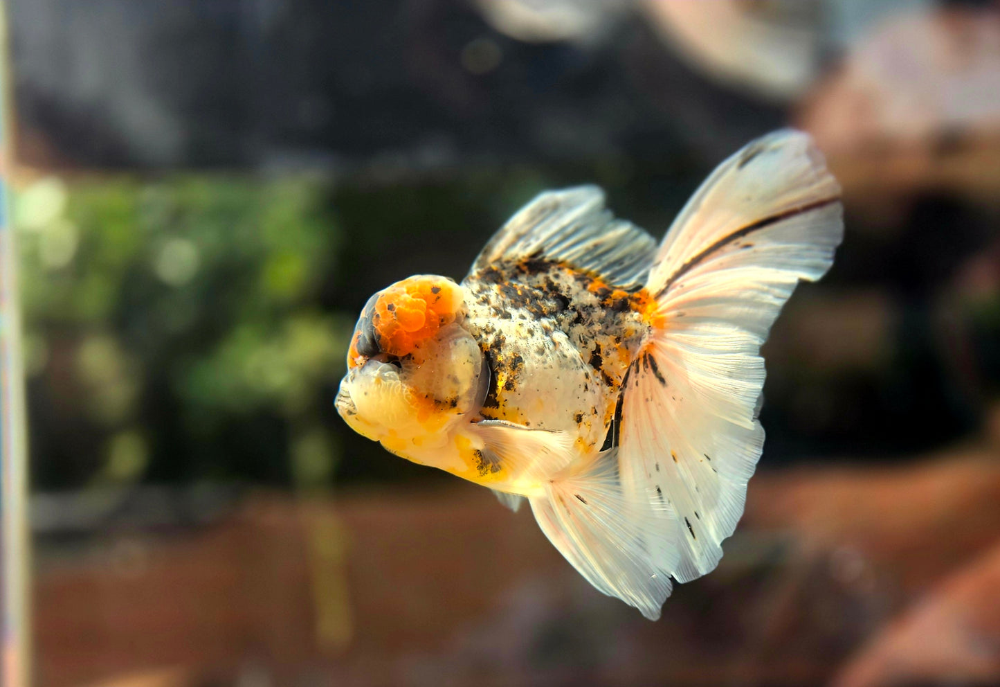 VHQ Jumbo Calico Oranda July2604 P