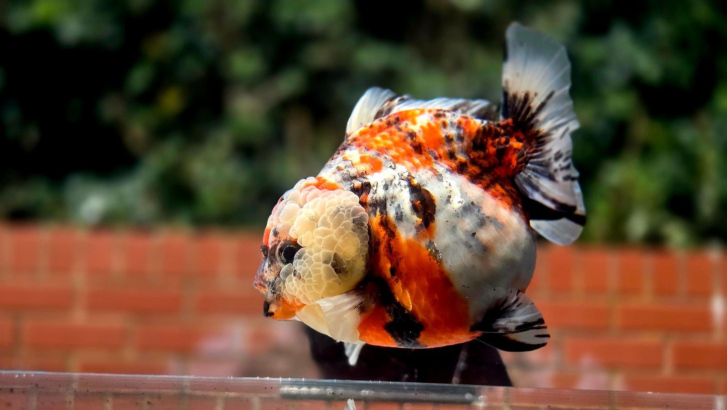 VHQ Jumbo Calico Oranda July2612 T6