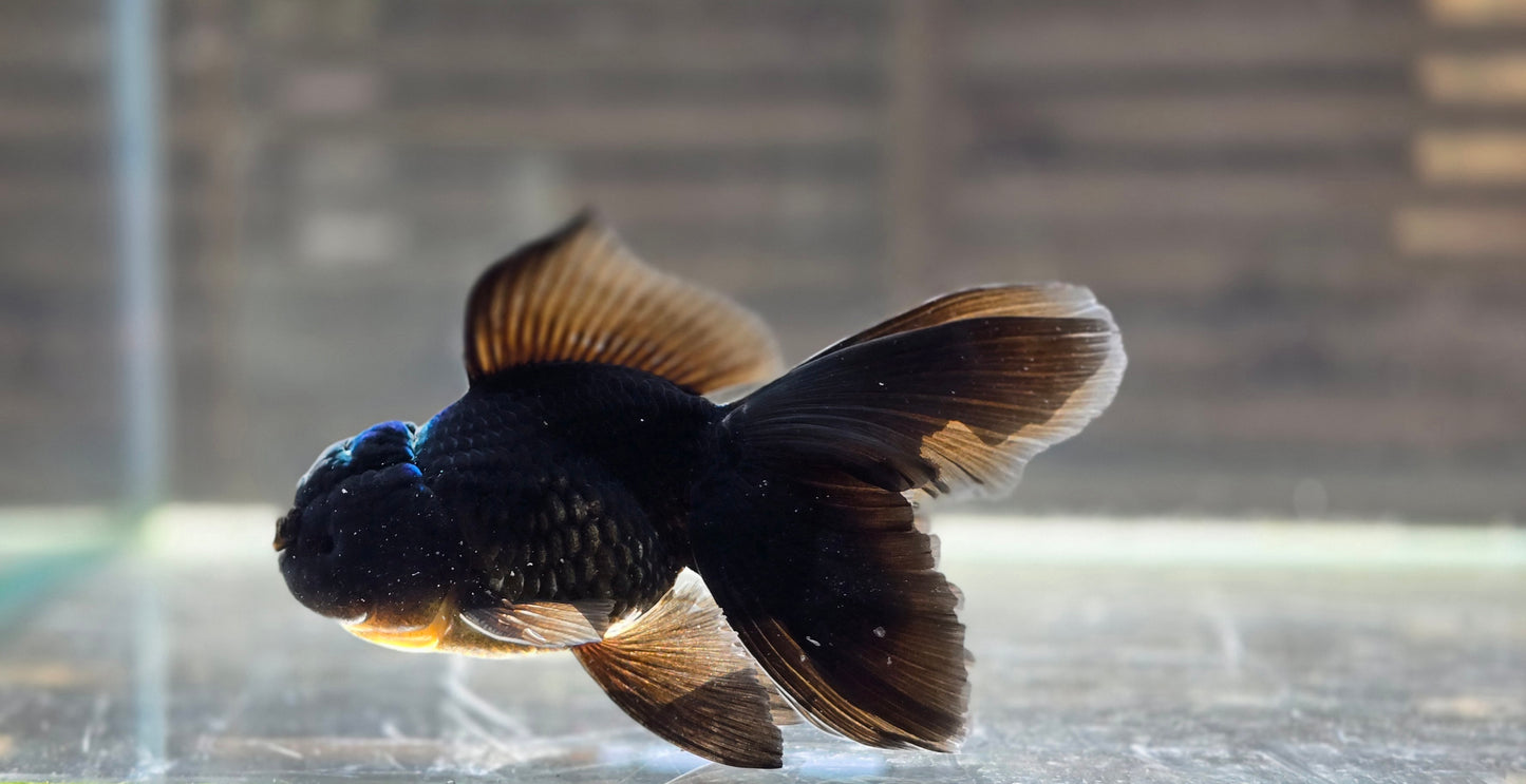 Black Oranda May014