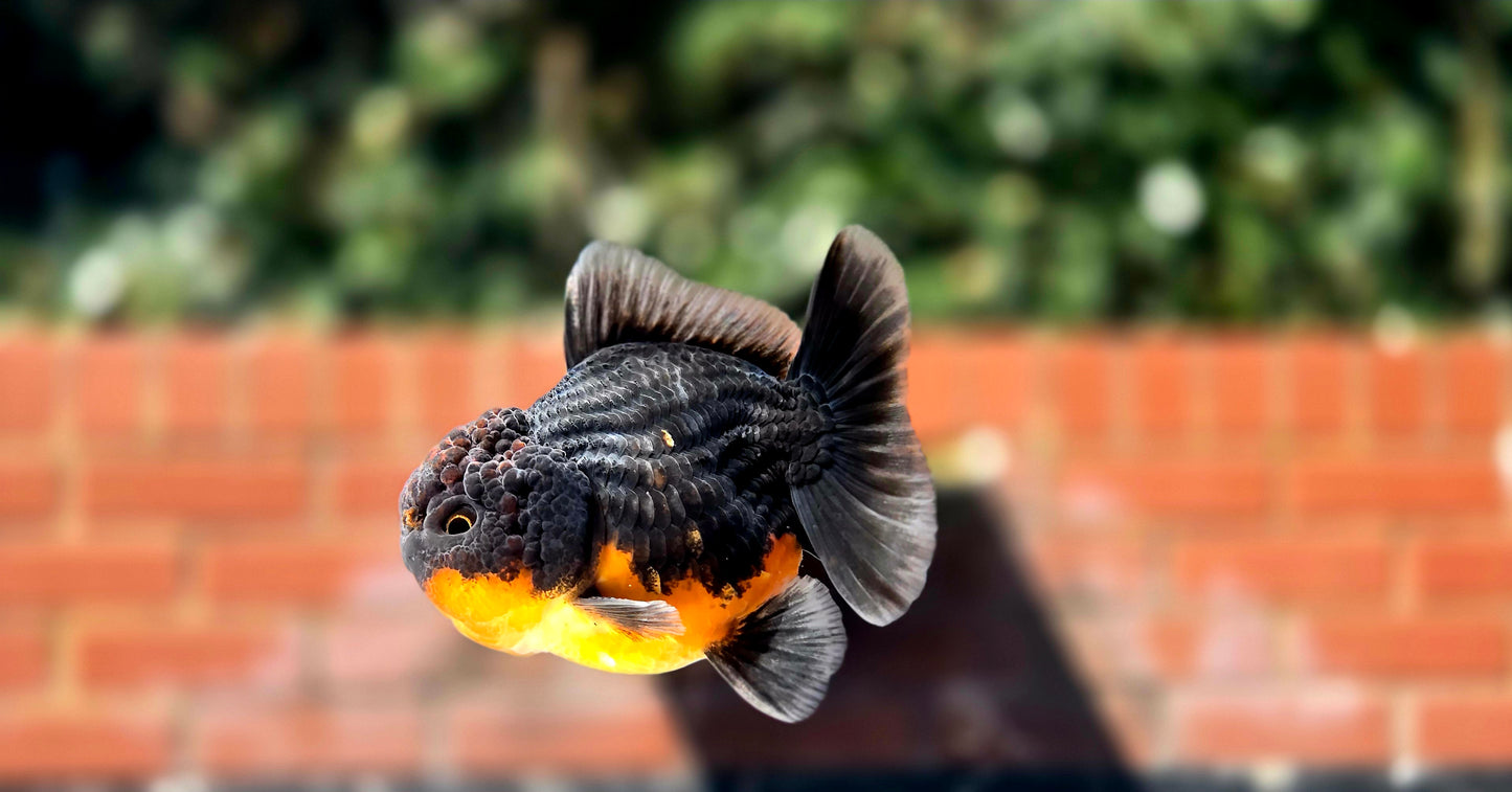 HQ Shogun Oranda July2646 C2