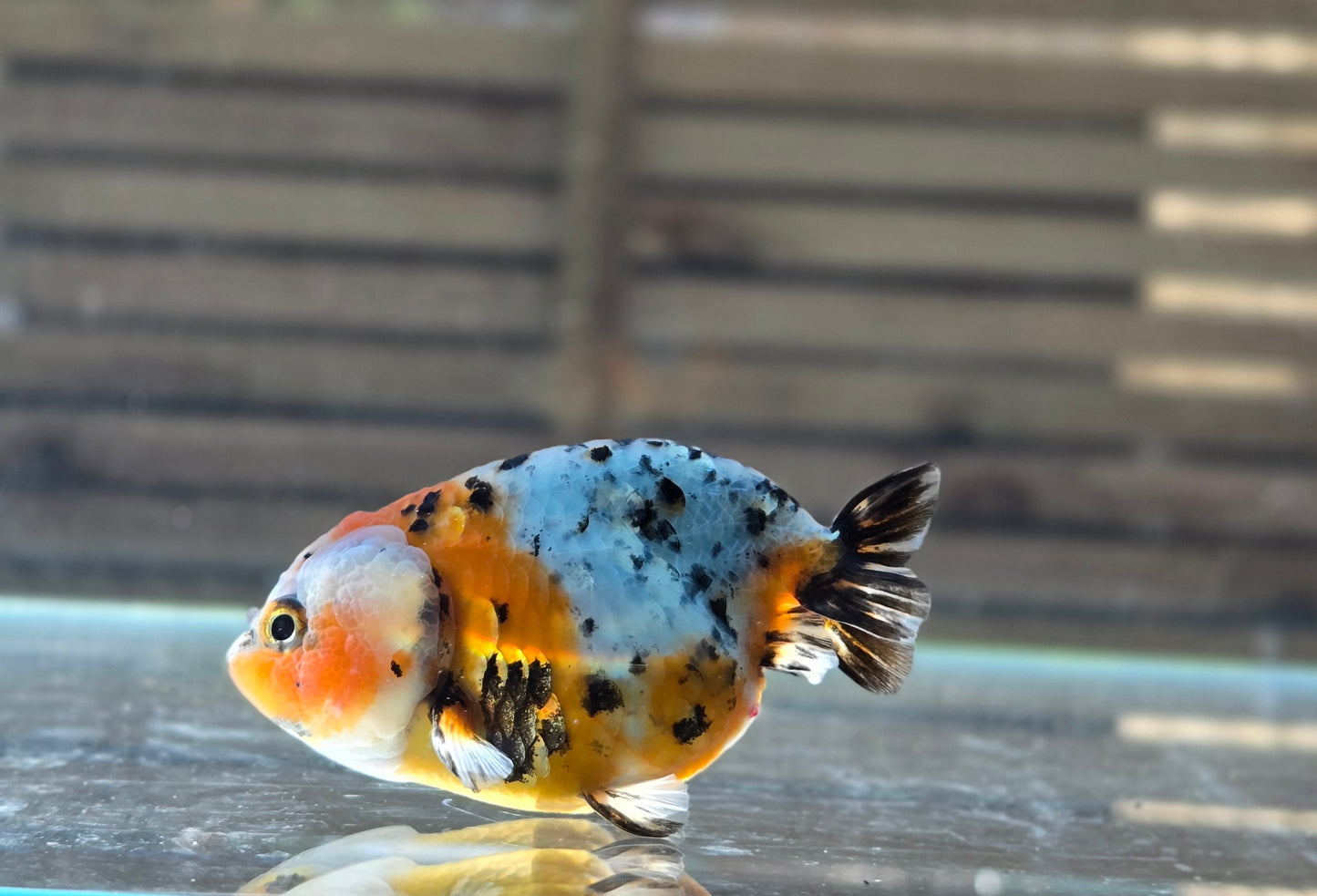 Calico Ranchu May002