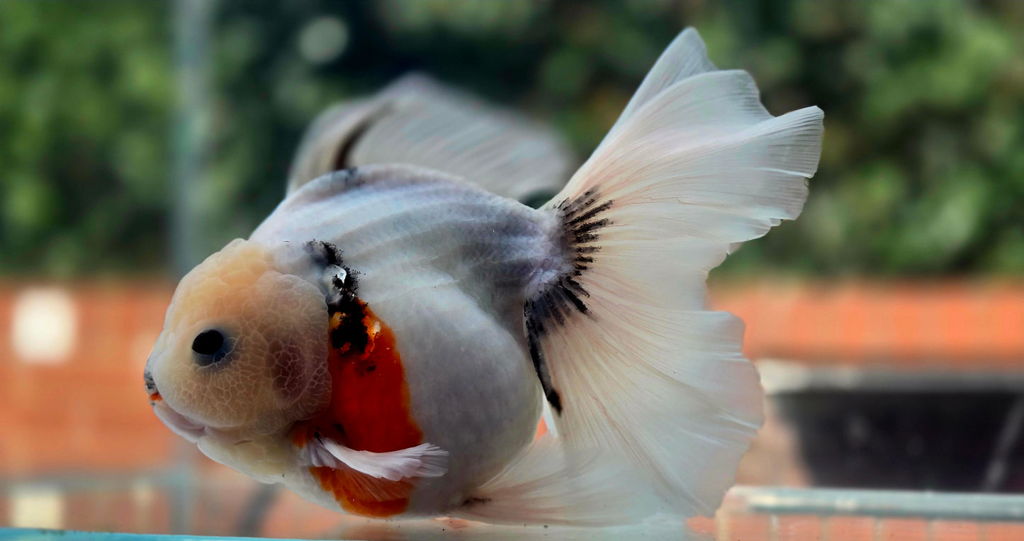 VHQ Jumbo Calico Oranda July2633 C4