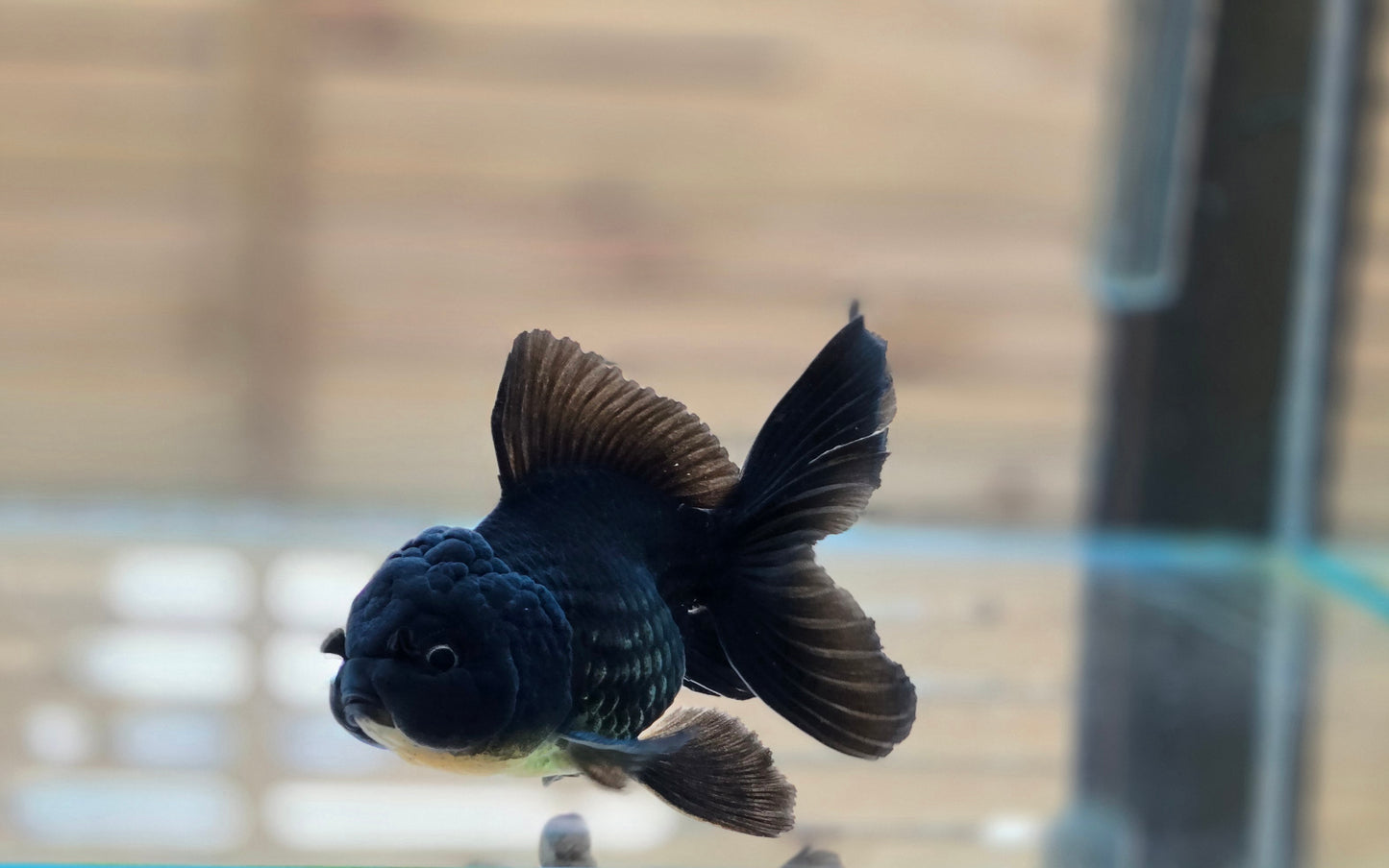 Black Oranda May017