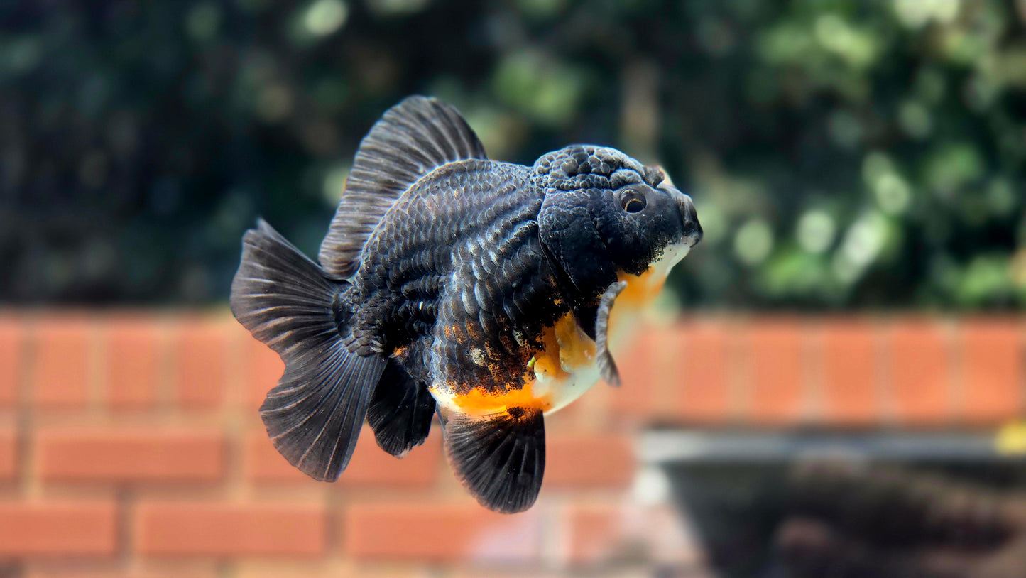 HQ Shogun Oranda July2654 C3