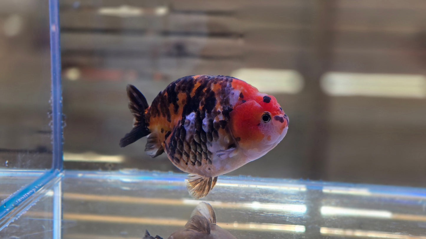 Calico Ranchu J26024